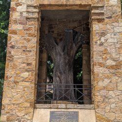 Constitutional Elm Stump