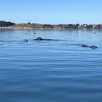 Bodega Bay Surf Shack - Seals! - Rafting/Kayaking Near Me - Bodega Bay, California