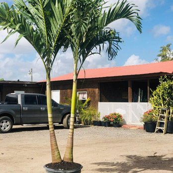Tri-State Palm Rental - Party Equipment Rentals Near Me Tri-State Palm Rental - Party Equipment Rentals Near Me