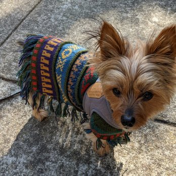 Healthy Spot - Rockridge - Coltrane - Pet Groomers Near Me - Berkeley, California