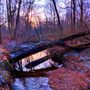 Photo of Sharp's Woods Preserve - Natural Lands