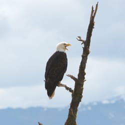 Hoonah Travel Adventures - Bald Eagle