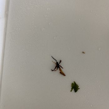 Master Taco - Insect from my taco. Almost looks like part of a wasp. - Mexican Near Me - Surprise, Arizona Master Taco - Insect from my taco. Almost looks like part of a wasp. - Mexican Near Me - Surprise, Arizona