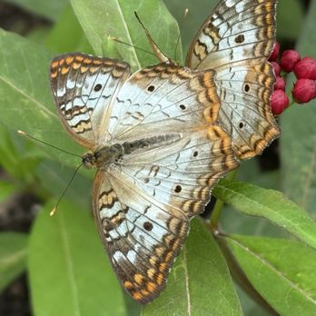 Brookfield Zoo Chicago - Butterfly's - Zoos Near Me - Brookfield, Illinois