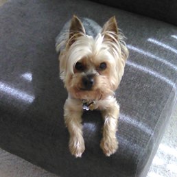 Little Baron