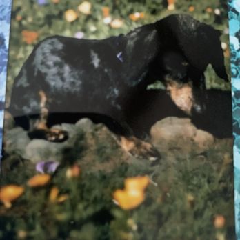 Solano's Ultimutt Grooming - As an elder... - Pet Groomers Near Me - Vacaville, California
