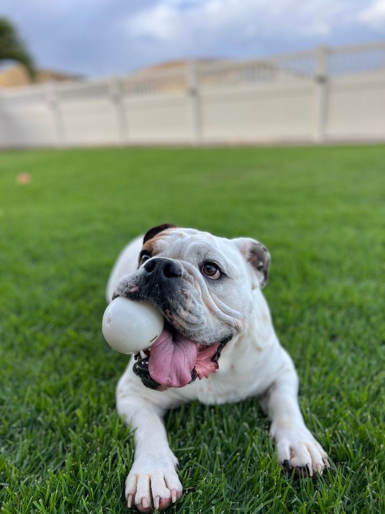 Pawradise Hills - pet boarding facility in Kapolei, HI
