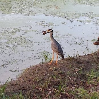 Brazos Bend State Park - Parks Near Me - Needville, Texas Brazos Bend State Park - Parks Near Me - Needville, Texas