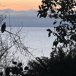 Sunset Escapes