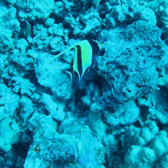 Kona Honu Divers - Scuba Diving Near Me - Kailua-kona, Hawaii