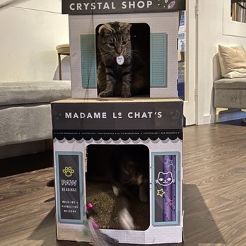 Pounce Cat Cafe - Pet Adoption Near Me - Charleston, South Carolina