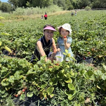 Granny Mays Strawberry Farm - Pick Your Own Farms Near Me - Granite Bay, California Granny Mays Strawberry Farm - Pick Your Own Farms Near Me - Granite Bay, California