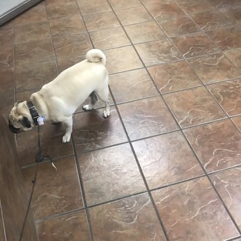 Abrams Forest Veterinary Clinic - Veterinarians Near Me - Dallas, Texas