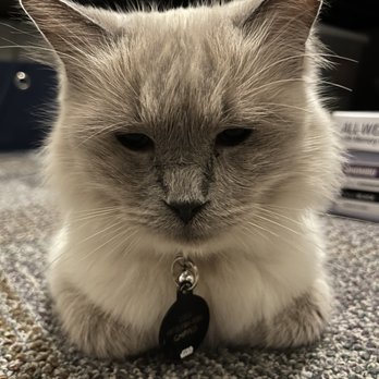 FairyTale Ragdoll by i-Angel - Pet Breeders Near Me FairyTale Ragdoll by i-Angel - Pet Breeders Near Me