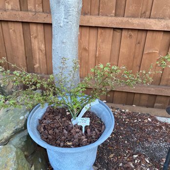 Metro Maples - My 2 yr old Tama Hime. - Nurseries & Gardening Near Me - Fort Worth, Texas
