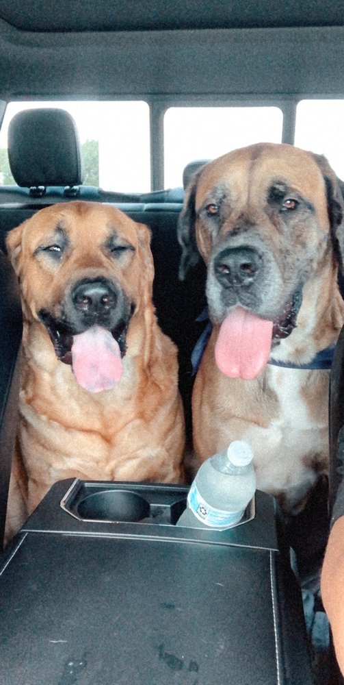 LAW’S COUNTRY KENNEL Updated August 2024 36 Reviews 10219 N Gundy