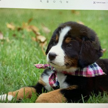 The Ultimate Pet Lodge - A place to play a place to stay - Pet Groomers Near Me - Lyman, South Carolina