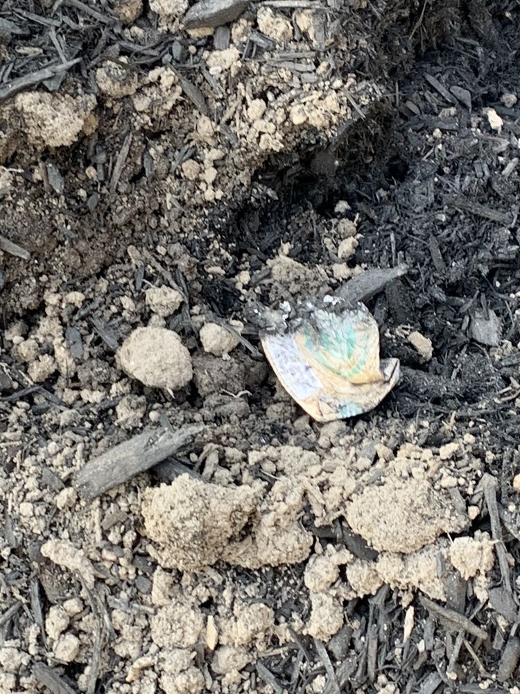 THE GARDEN DEPT 43 Photos & 23 Reviews 3672 Rt 112, Coram, NY Yelp