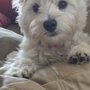 Photo of Pampered Paws