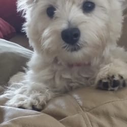 Pampered Paws - Emma Sue