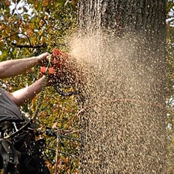 Davis Tree Service