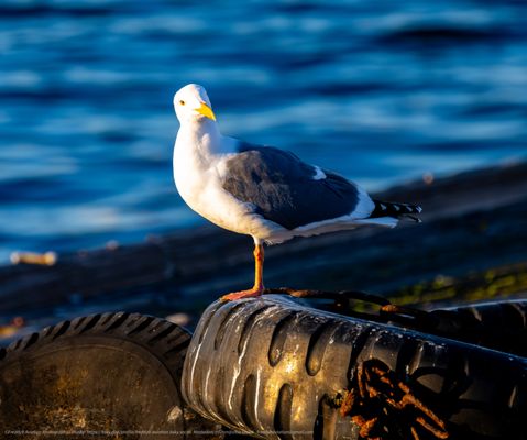 USS Hornet - Sea, Air and Space Museum by null