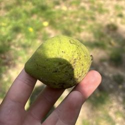 Morris Central Park Dog Park - Solid chestnuts that fall from the trees in small dog area!!