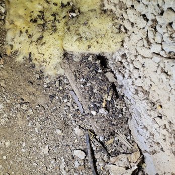 Monster Pest Control - Not sure how Cory can miss all this rodent poop. - Pest Control Near Me