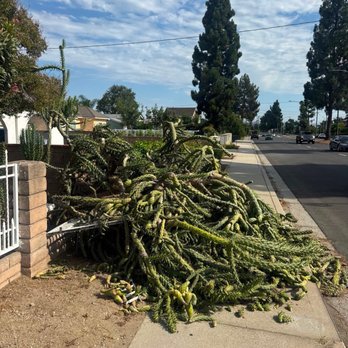 Affordable Tree Care - Fell cactus tree - Tree Services Near Me Affordable Tree Care - Fell cactus tree - Tree Services Near Me