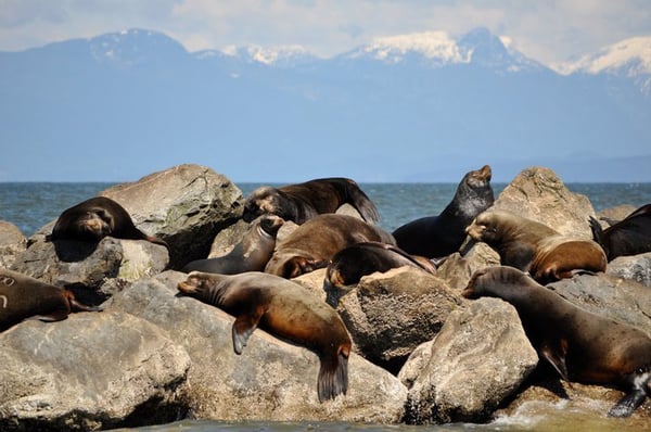 Steveston Seabreeze Adventures Vancouver by null