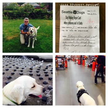 Seattle 4 Dogs - We were cracking up when we found a report card Mark left for Titan with a big red A+ at the top and notes of what they did. - Dog Walkers Near Me - Seattle, Washington