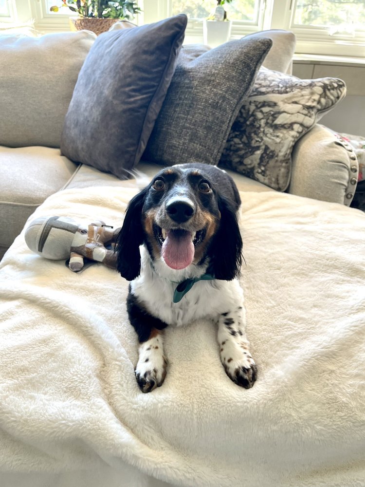 BUBBLES & BONES 27 Photos & 32 Reviews 72 Hamburg Tpke, Riverdale