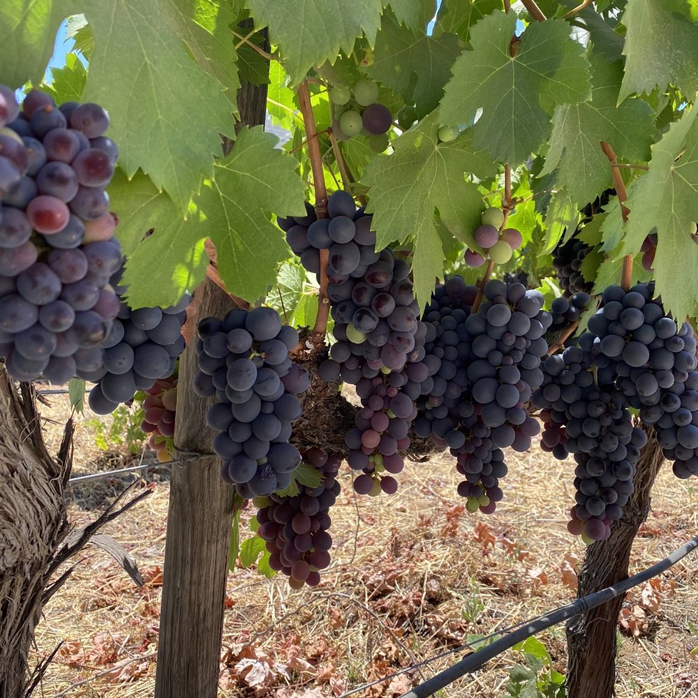 Vinisterra - Grapevine delicious - Wineries Near Me - Ensenada, BCN