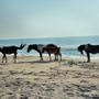 Photo of Up the Bay Pony Tours