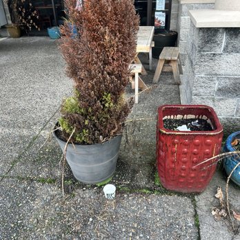 Ploy's Thai Food - Ugly dead plants - Thai Near Me - Portland, Oregon