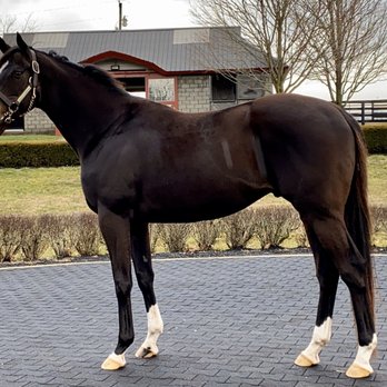 Taylor Made Farm - Horse Racing Near Me - Nicholasville, Kentucky Taylor Made Farm - Horse Racing Near Me - Nicholasville, Kentucky