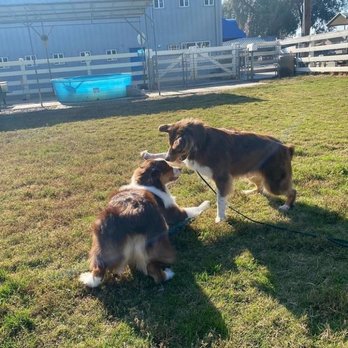 CR Ranch Pet-O-Tel - Pet Boarding Near Me - Modesto, California