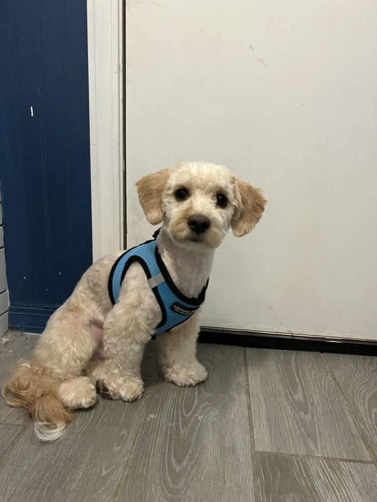 PAMPERED POOCH GROOMING Updated July 2024 14 Photos Rio Rancho