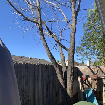 Travis Tree Service - Before - Tree Services Near Me - Fresno, California