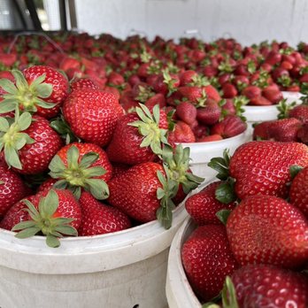 Strawberry Stand - baskets of strawberries in a warehouse - Food Stands Near Me - Lodi, California Strawberry Stand - baskets of strawberries in a warehouse - Food Stands Near Me - Lodi, California