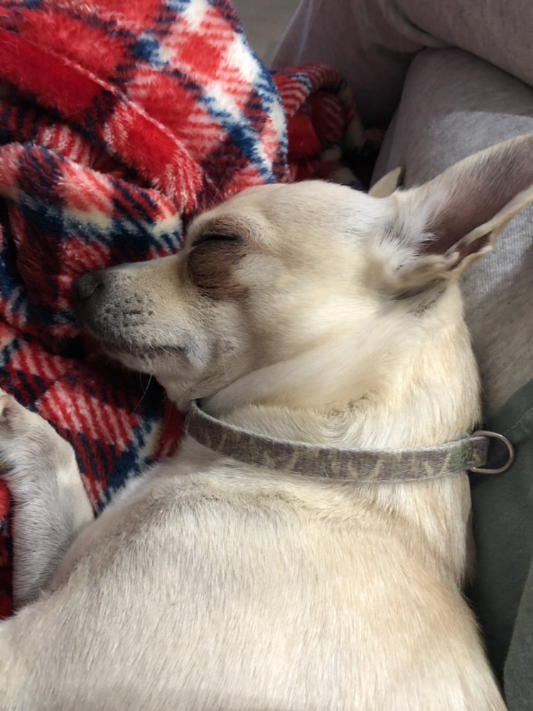 BROOKE’S DFW PET SITTING Dallas, TX Yelp