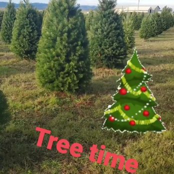 Willoughby Christmas Tree Farm - Christmas Trees Near Me - Junction City, Oregon
