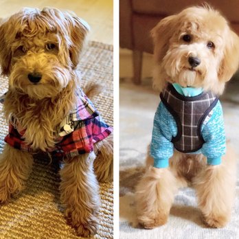 Dogs Etc - Pet Groomers Near Me - Newhall, California Dogs Etc - Pet Groomers Near Me - Newhall, California