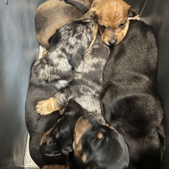 Crazy About Dachshunds - Dachshund puppies for sale - Pet Breeders Near Me