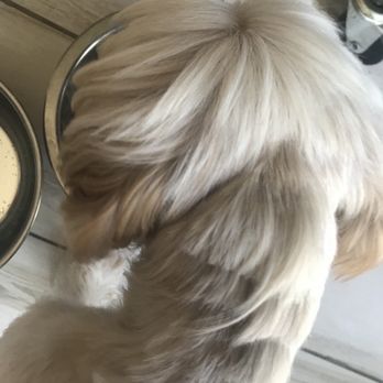 Pet Supplies Plus Turlock - Bad haircut - Pet Stores Near Me - Turlock, California Pet Supplies Plus Turlock - Bad haircut - Pet Stores Near Me - Turlock, California
