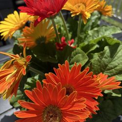 Pinters Plants - Gerbera daisies