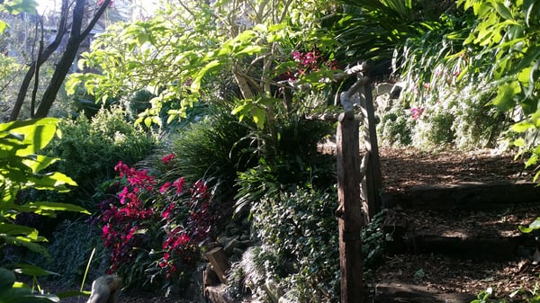 Wendy Whiteley's Secret Garden by null