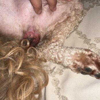 Dogma Dog Care - It only got worse. This was only a day or two after his groom. - Pet Groomers Near Me - Smyrna, Georgia