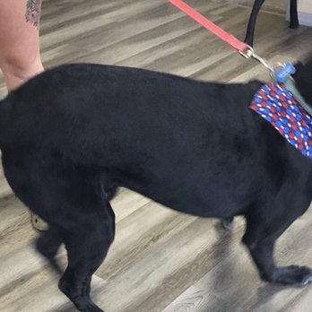 Otto's Pretty Paws - Ivy - Pet Groomers Near Me - Oldsmar, Florida