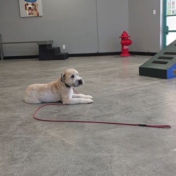 Sit Means Sit Dog - Pet Training Near Me - San Juan Capistrano, California Sit Means Sit Dog - Pet Training Near Me - San Juan Capistrano, California